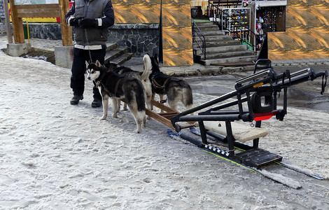 准备在 Borovetz 度假村拉狗拉雪橇的狗队