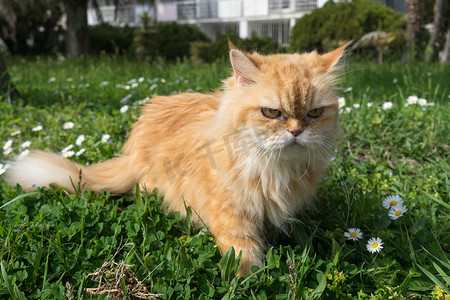 天猫红底摄影照片_毛茸茸的红猫在草地和鲜花中漫步。