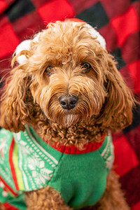 圣诞衣服摄影照片_穿着圣诞衣服的 Cavapoo 狗。