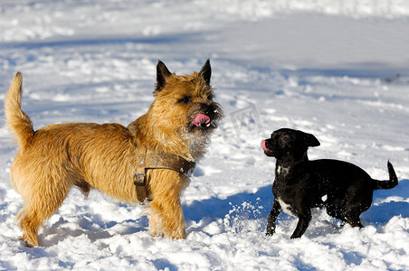 雪地里的两只狗