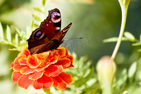 小碎花边框摄影照片_花上的蝴蝶