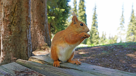 一只长着浓密尾巴的红松鼠正在啃一颗坚果。