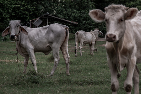 夜晚草摄影照片_夏日夜晚，田野上的白牛。