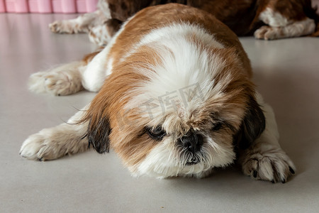 狗在睡觉摄影照片_有趣的 Shih tzu 狗在家里的地板上睡觉和放松。