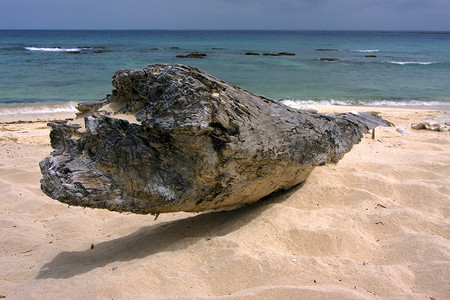 多米尼加共和国的海滩岩石和树