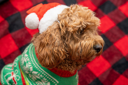 穿着圣诞衣服的 Cavapoo 狗。