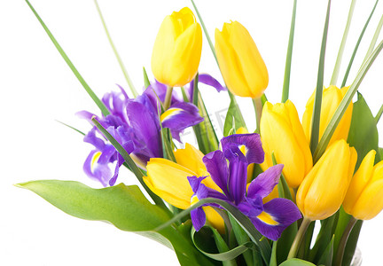 与任何节日设计的新鲜春天花朵的照片。