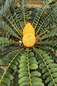 花园中的 Encephalartos transvenosus 植物