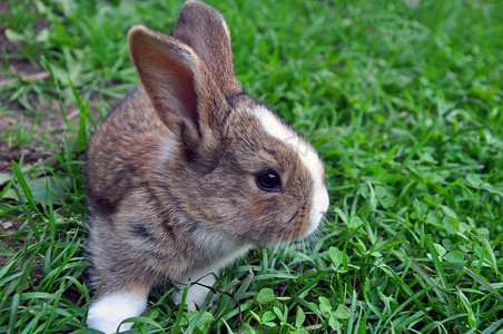 可爱的棉尾兔在花园里吃草，天然绿色背景