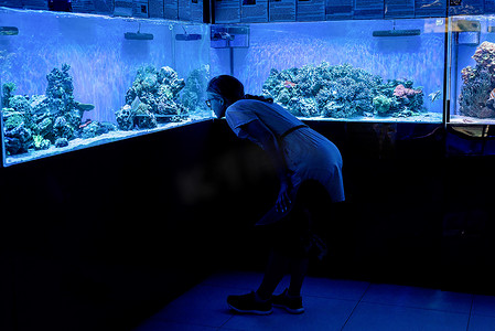 在海洋水族馆观看带鱼的水族馆的女人剪影