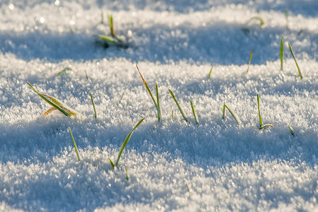 春天到冬天摄影照片_雪地里的草