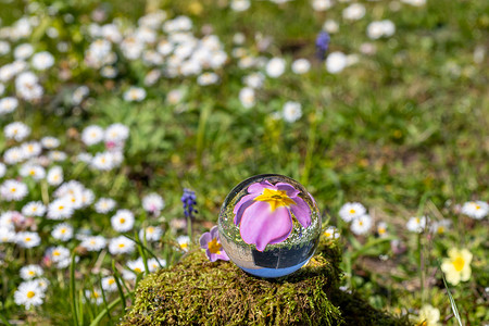 仿真水晶球摄影照片_苔藓覆盖的石头上粉红色樱草花的水晶球