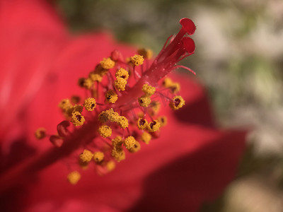 Callistemon洗瓶刷树花