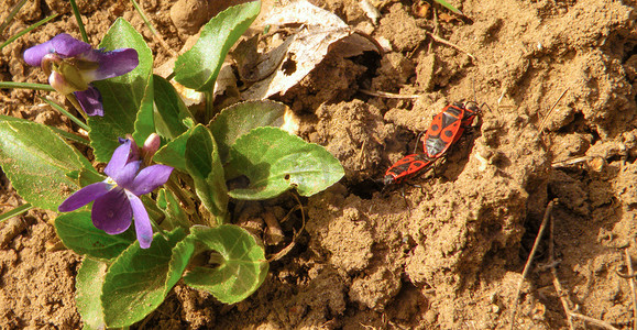 在干燥的棕色地面上的一对萤火虫夫妇，上面有花。 