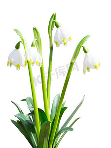 孤立的 Leucojum 雪花莲第一朵白色的春花