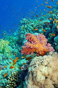 珊瑚礁水下景观，红海，埃及