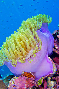 生物多样性摄影照片_壮观的海葵，布纳肯国家海洋公园，苏拉威西岛，印度尼西亚