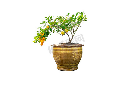 绿色金摄影照片_在白色背景隔绝的罐的金桔树。