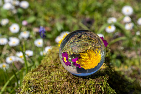 苔藓覆盖的石头上蒲公英和紫色报春花的水晶球
