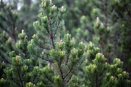 矮山松 (Pinus mugo)