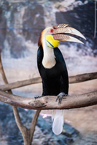 piled摄影照片_大犀鸟在动物园里也被称为大印度犀鸟或大花斑犀鸟