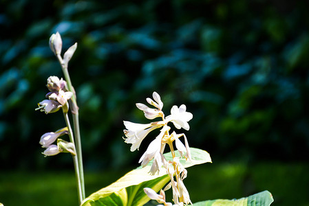 阳光下的植物摄影照片_白花