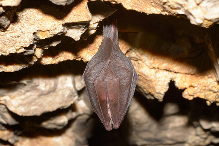 小马蹄蝠 (Rhinolophus hipposideros)