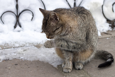 坐在寒冷的冬天下雪的院子里的小灰色条纹猫的特写