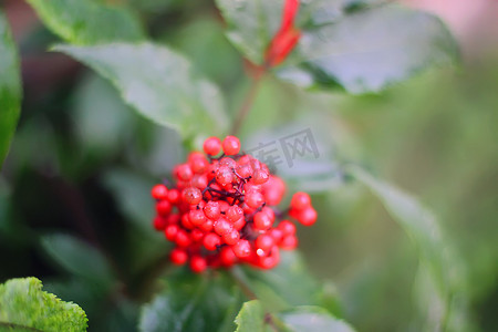 小脸通红摄影照片_Sambucus racemosa、普通红接骨木、花园树枝上的红接骨木浆果。
