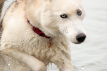 浑身湿透摄影照片_一系列照片显示一只西伯利亚雪橇犬浑身湿透，没水了