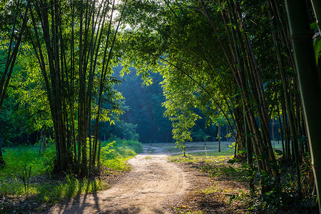 森林中有竹树的人行道车道路径