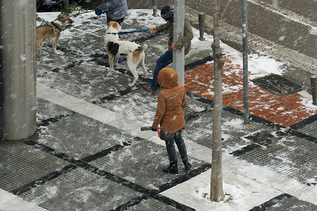 希腊塞萨洛尼基 狗主人牵着宠物在雪地里遛狗。