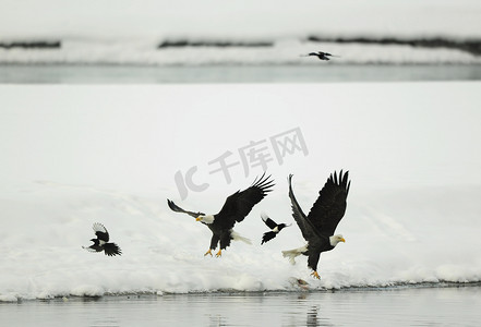 飞翔喜鹊摄影照片_两只飞翔的白头鹰和两只喜鹊。