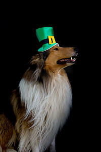 一只戴着圣帕特里克节礼帽的粗毛牧羊犬的肖像