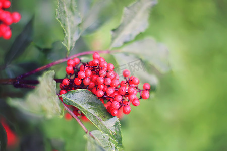 Sambucus racemosa、普通红接骨木、花园树枝上的红接骨木浆果。