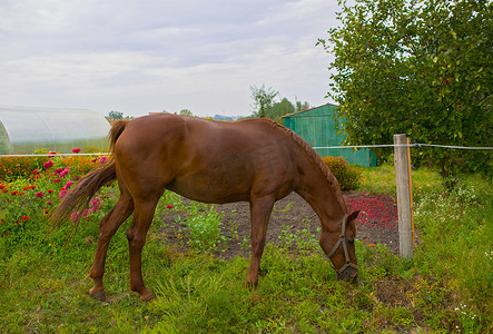 红马在房子附近的田野上吃着绿草，在夏季乡村的户外树木上