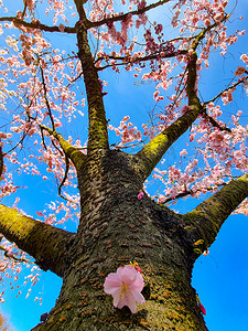 阿姆斯特丹盛开的粉红色日本樱花园，Bloesempark - Amsterdamse Bos Netherlands