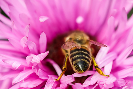 花园里有蜜蜂的秋翠菊美丽的粉红色花朵
