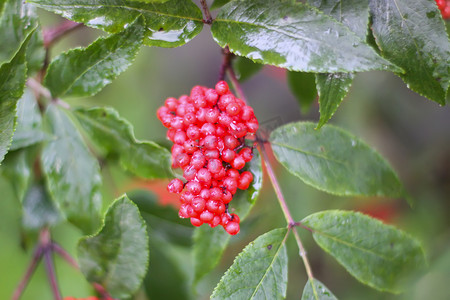 Sambucus racemosa、普通红接骨木、花园树枝上的红接骨木浆果。