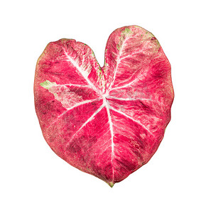 用鲜粉色心形叶的特写，在白色背景上分离出具有修剪路径的红色贝母叶