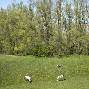 荷兰部分土地 van maas en waal 的蓝天下，阳光明媚的春日，小牛在草地上开着春天的花朵