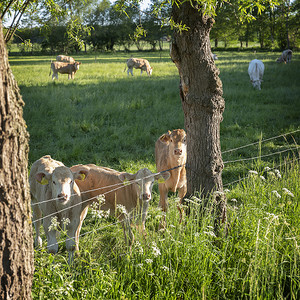 养牛牧场摄影照片_恩斯赫德和奥尔登扎尔之间荷兰特温特地区树木附近草地上的小牛和奶牛