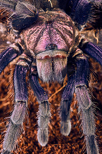 紫色长方形对话框摄影照片_狼蛛 Phormictopus sp 紫色
