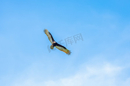 高空抛物摄影照片_雄鹰在高空