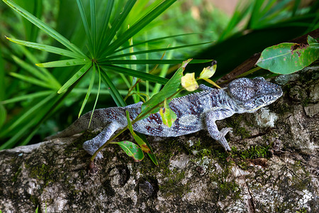 一只变色龙在马达加斯加的热带雨林中沿着树枝移动