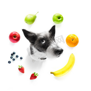 胖狗摄影照片_饿狗吃纯素健康水果