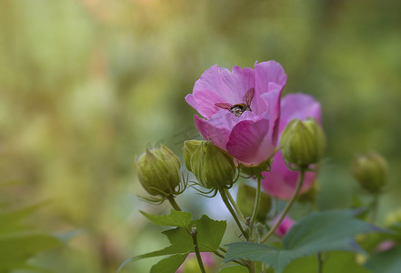 绿色背景模糊的粉红色芙蓉花和采蜜蜂