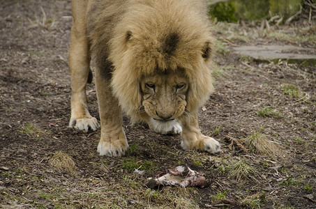 公狮子吃