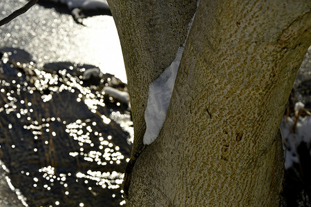 树枝叉上的雪与小溪的太阳反射
