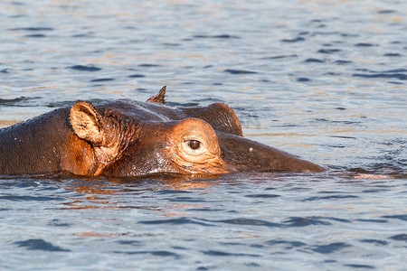 河马 Hippopotamus 的肖像